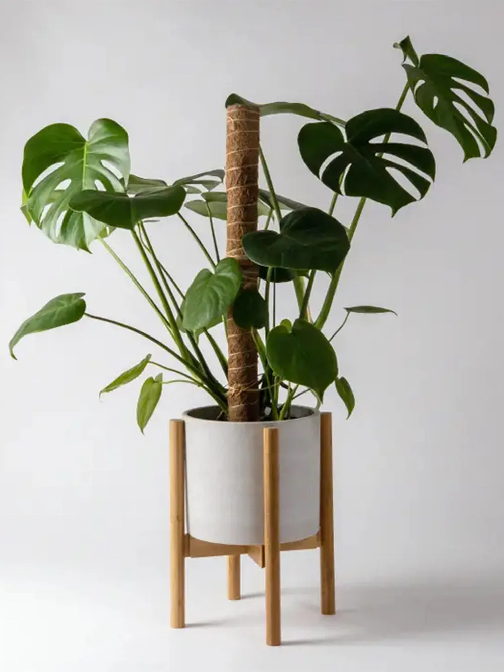 Versatile Adjustable Bamboo Plant Display