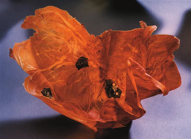 Vegetable and Fruit Parchment Bowls by Margaret Dorfman