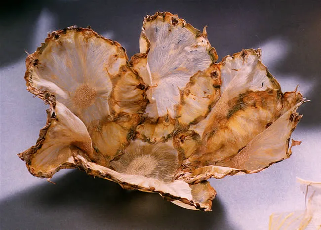 Vegetable and Fruit Parchment Bowls by Margaret Dorfman